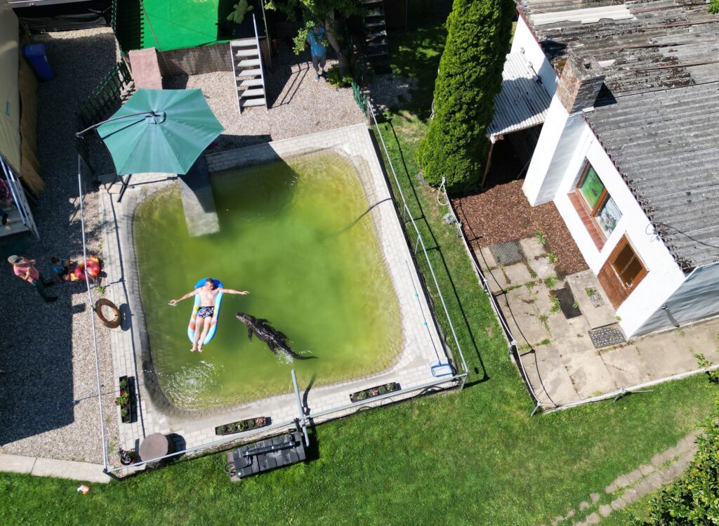 Alligator-Dame Frau Meyer im Gartenpool