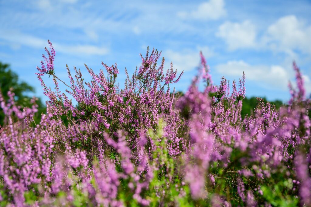 Beginn der diesjährigen Heideblüten-Saison