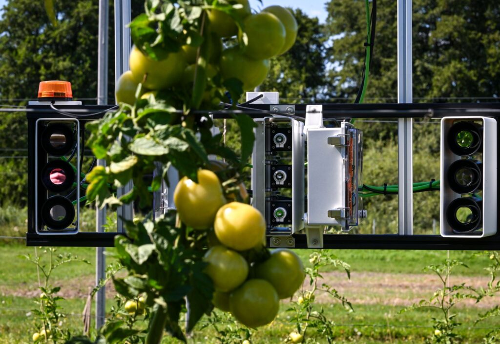 Frühwarnsystem für Sonnenschutz für Obst und Gemüse