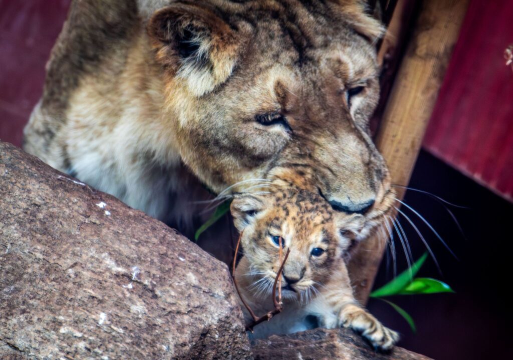 Löwennachwuchs im Zoo