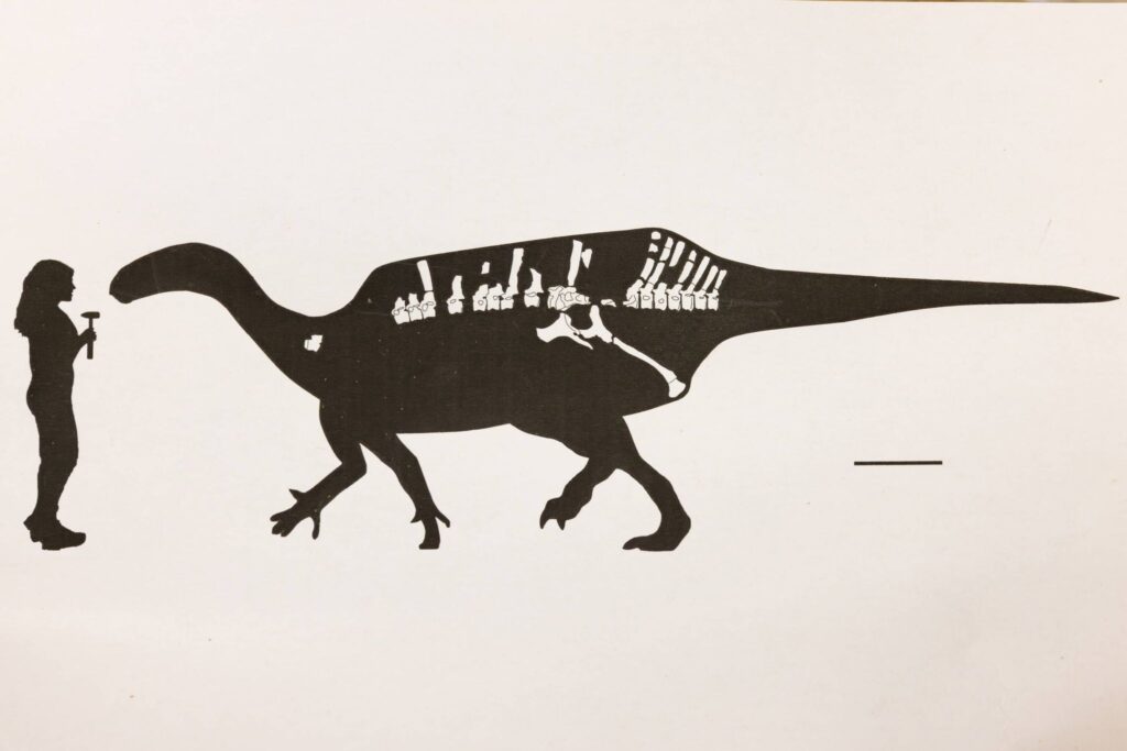 Dinosaurier mit Hautsegel entdeckt