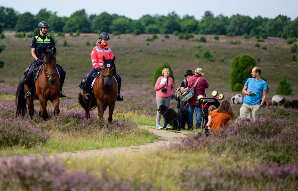 Beginn der diesjährigen Heideblüten-Saison