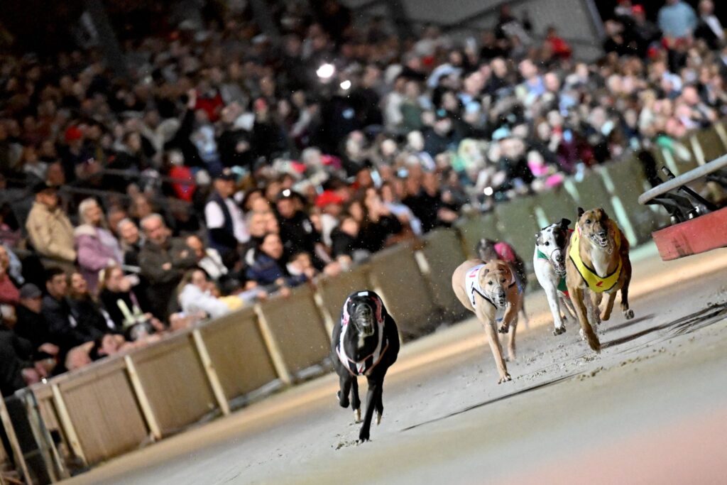 Hunderennen in Dapto