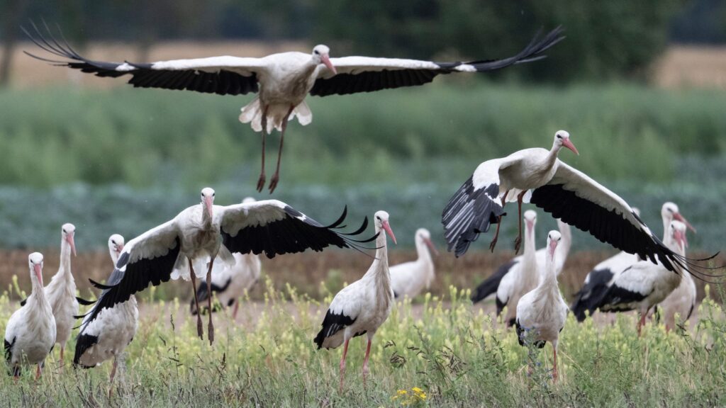 Störche sammeln sich