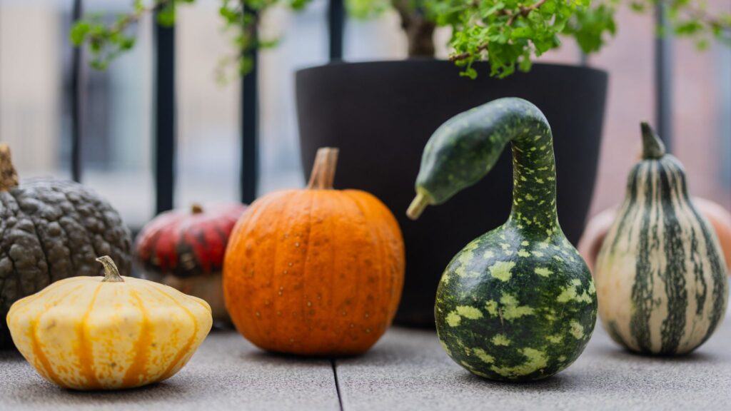 Kürbisse