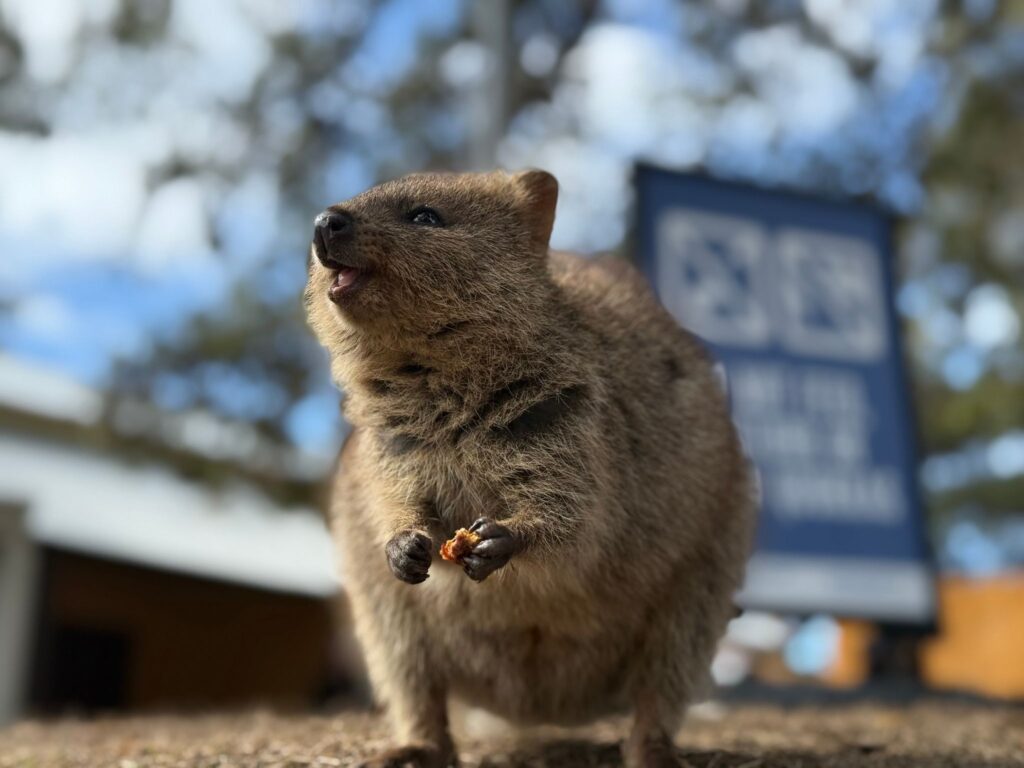 Quokkas auf Rottnest Island