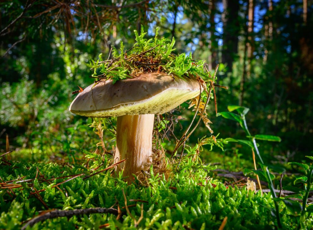 Herbstzeit ist Pilzzeit