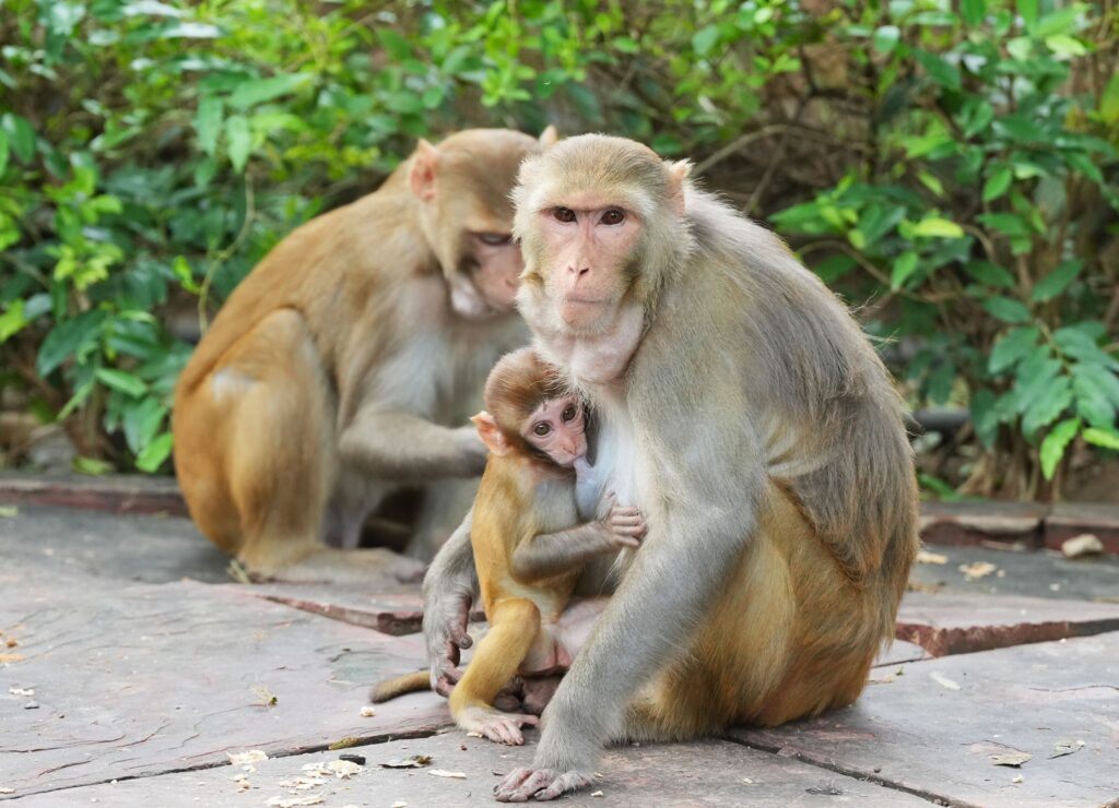 Makaken in der Stadt