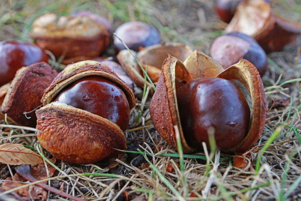 Kastaniensammeln