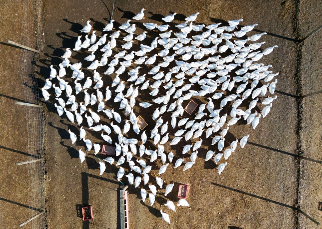 Geflügelzüchter in Angst vor Vogelgrippe