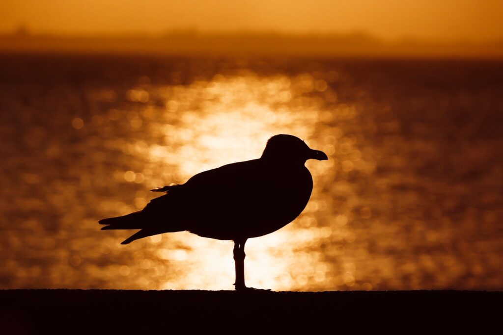 Sonnenaufgang an der Ostsee