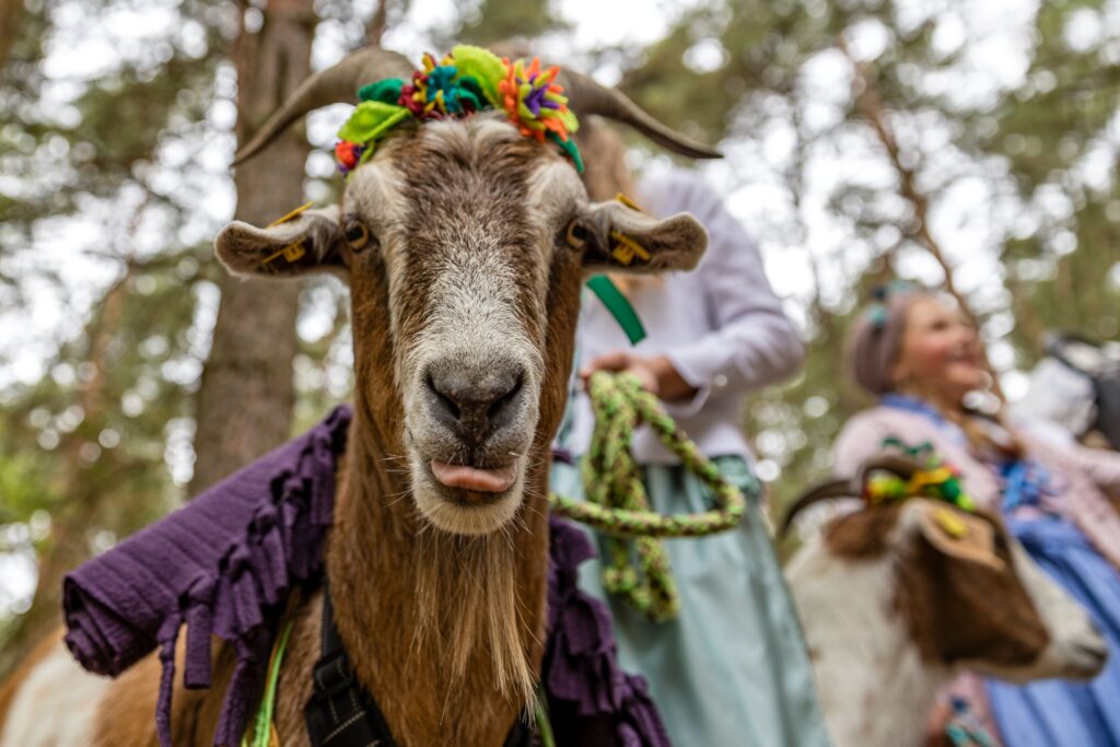25. Niederlausitzer Almabtrieb in Lieskau