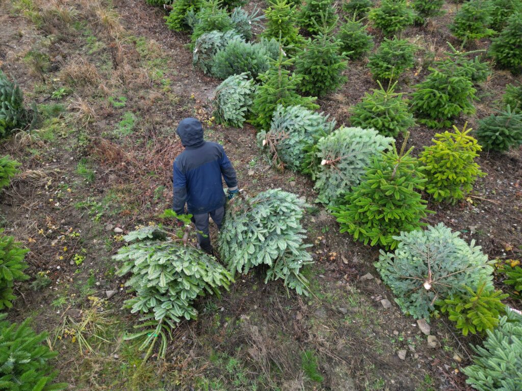 Weihnachtsbaumplantage
