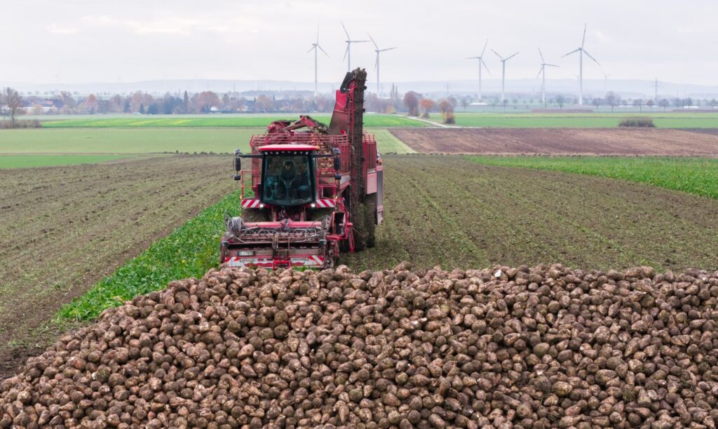 Rübenernte