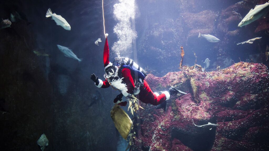 Nikolaus taucht zu den Fischen