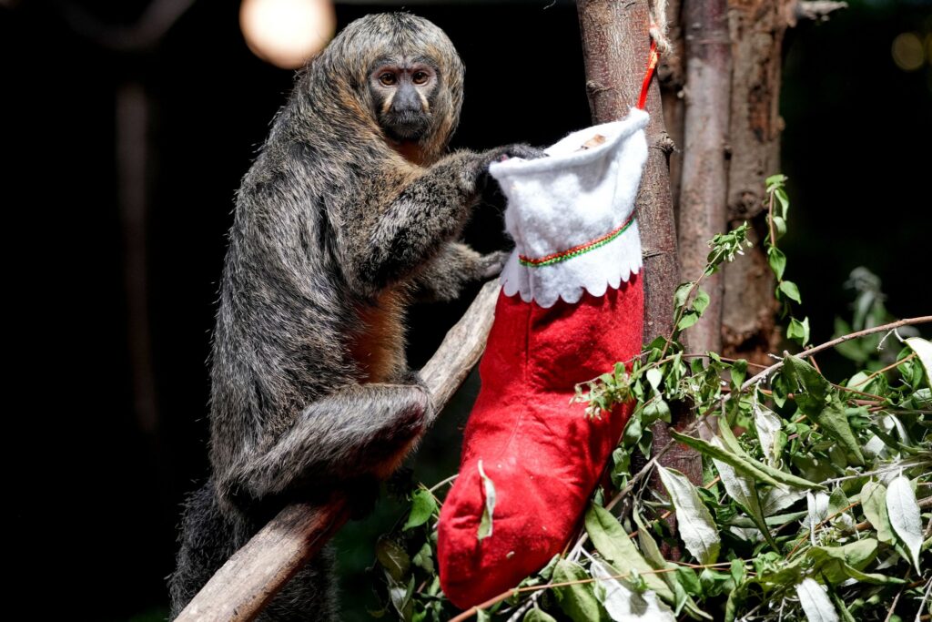 Weihnachten im London Zoo