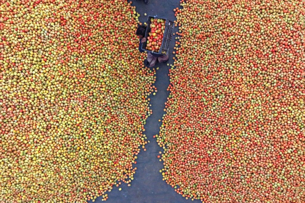 Tomaten in Bangladesch