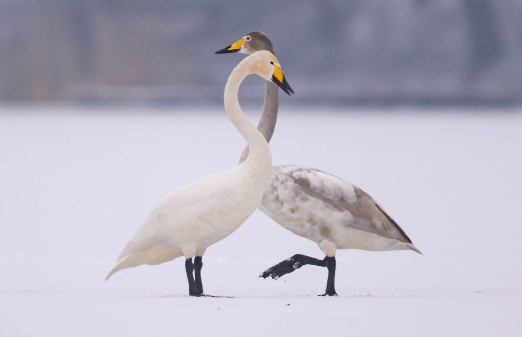 Winter in Brandenburg