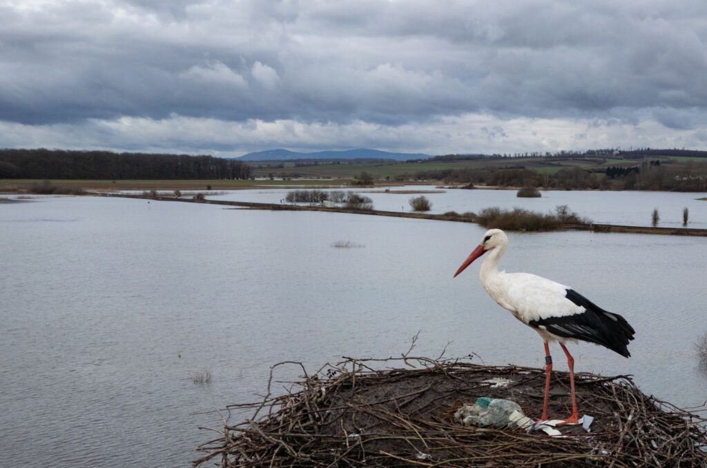 Storch im Hochwasser