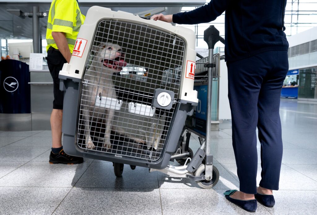Flugreisen mit Hunden