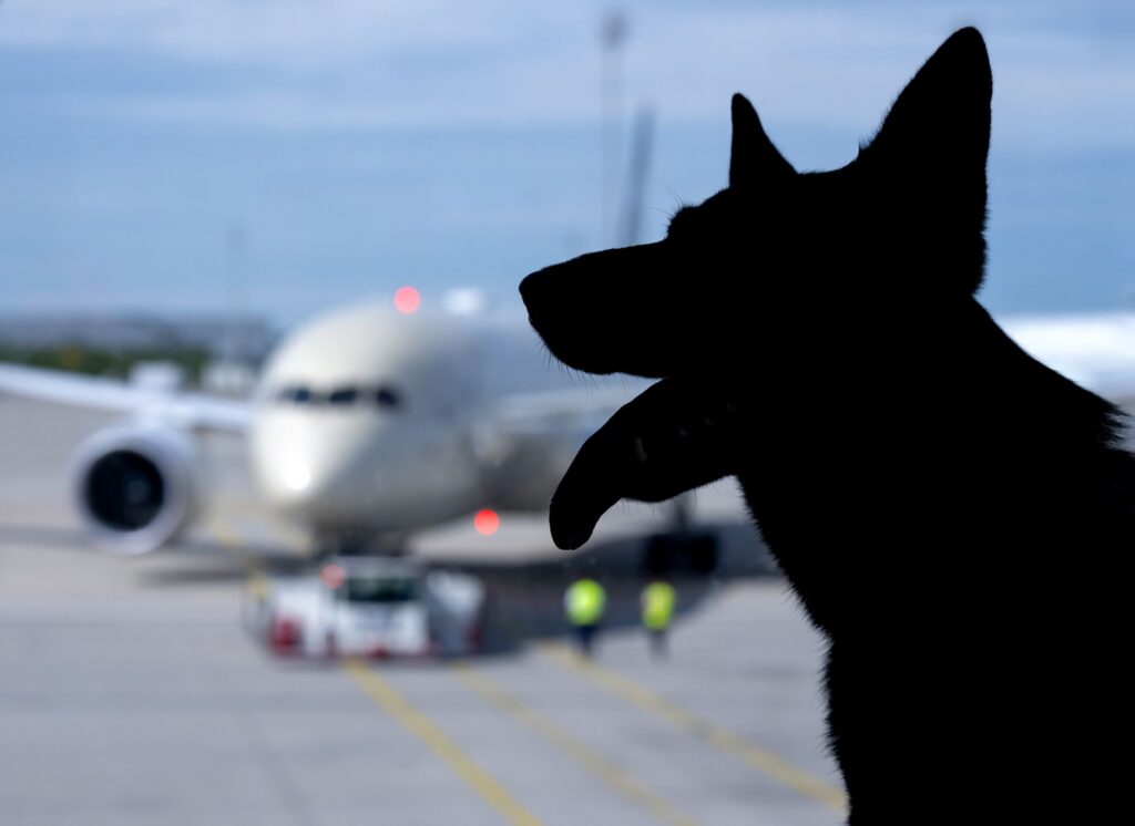 Flugreisen mit Hunden