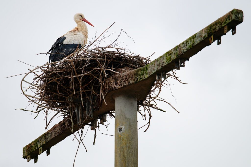 Storche in Baden-Württemberg