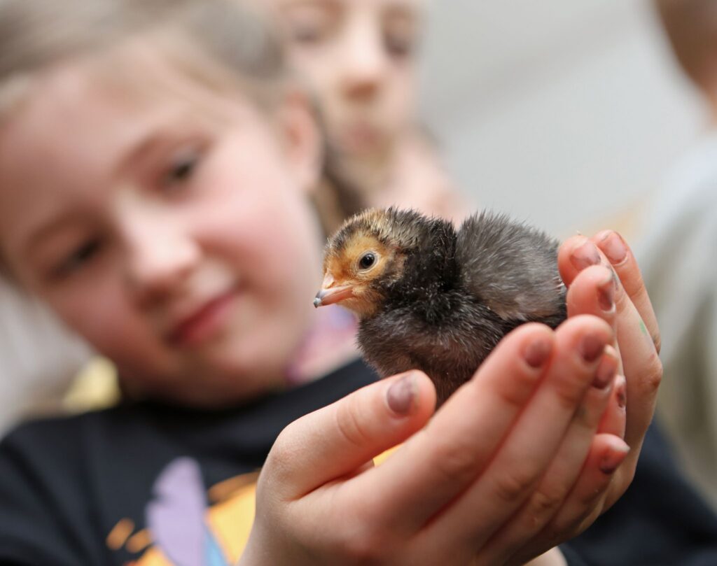 Osterküken schlüpfen im Klassenzimmer