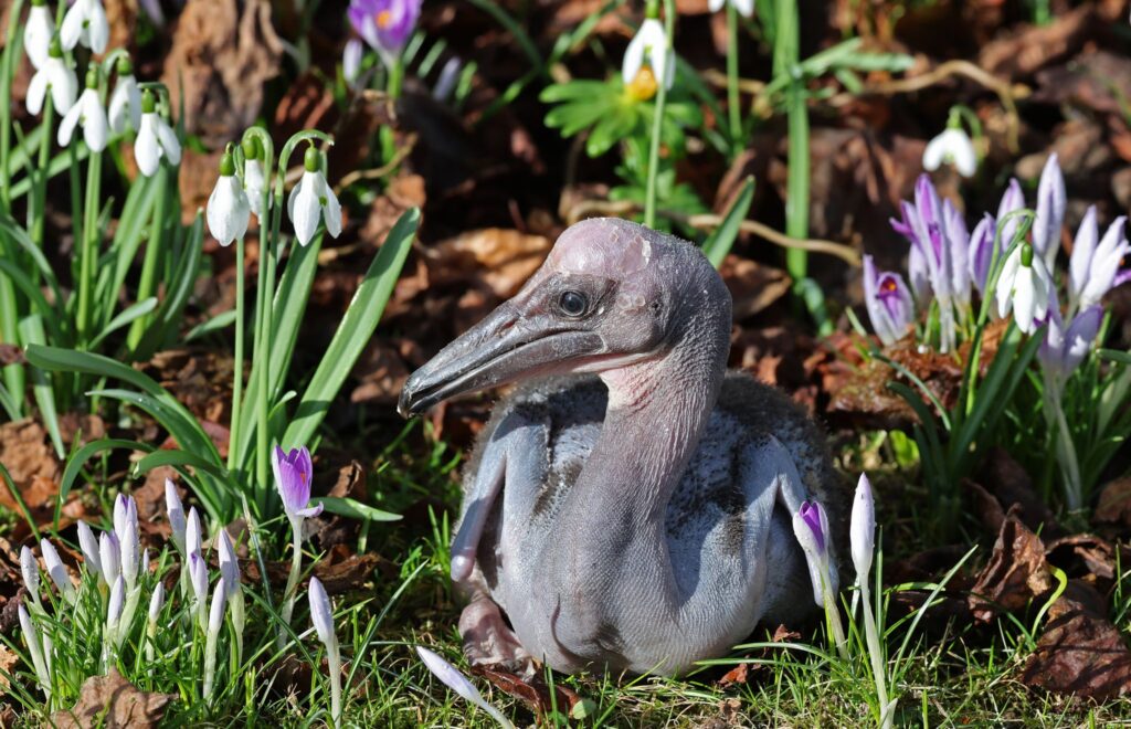 Vogelpark Marlow