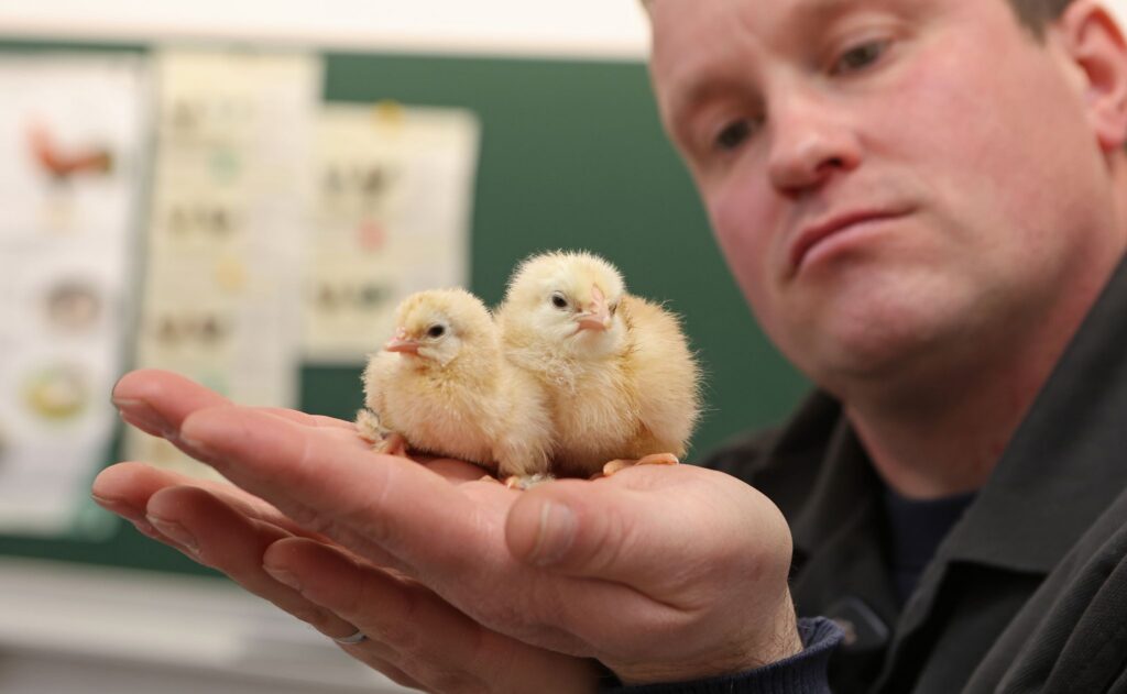 Osterküken schlüpfen im Klassenzimmer