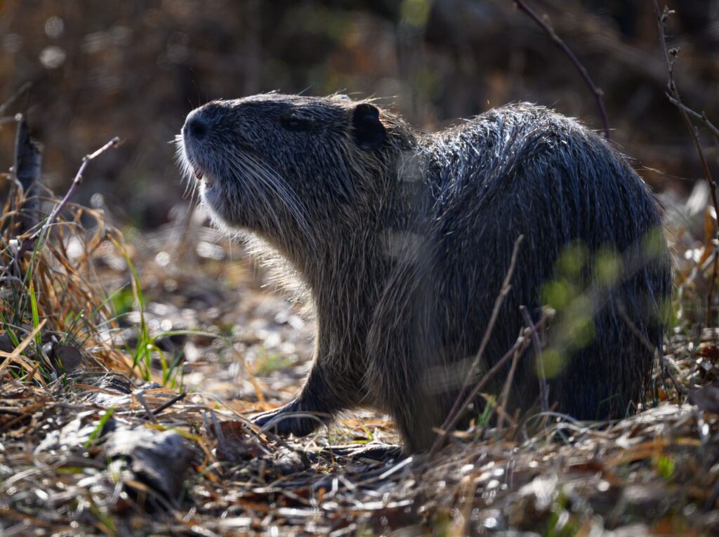 Nutria im Spreewald