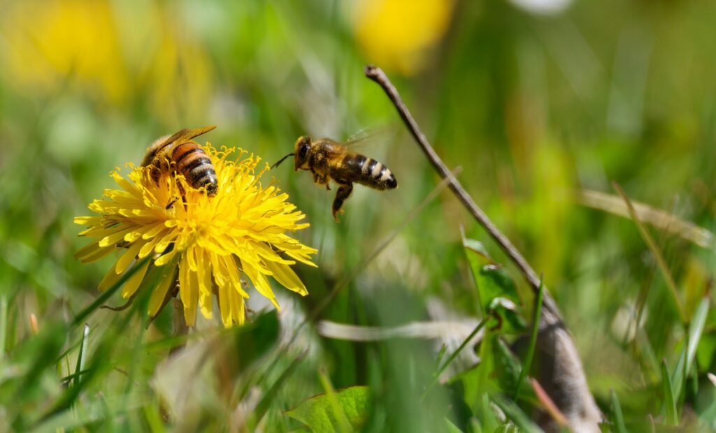 Frühling in Baden-Württemberg