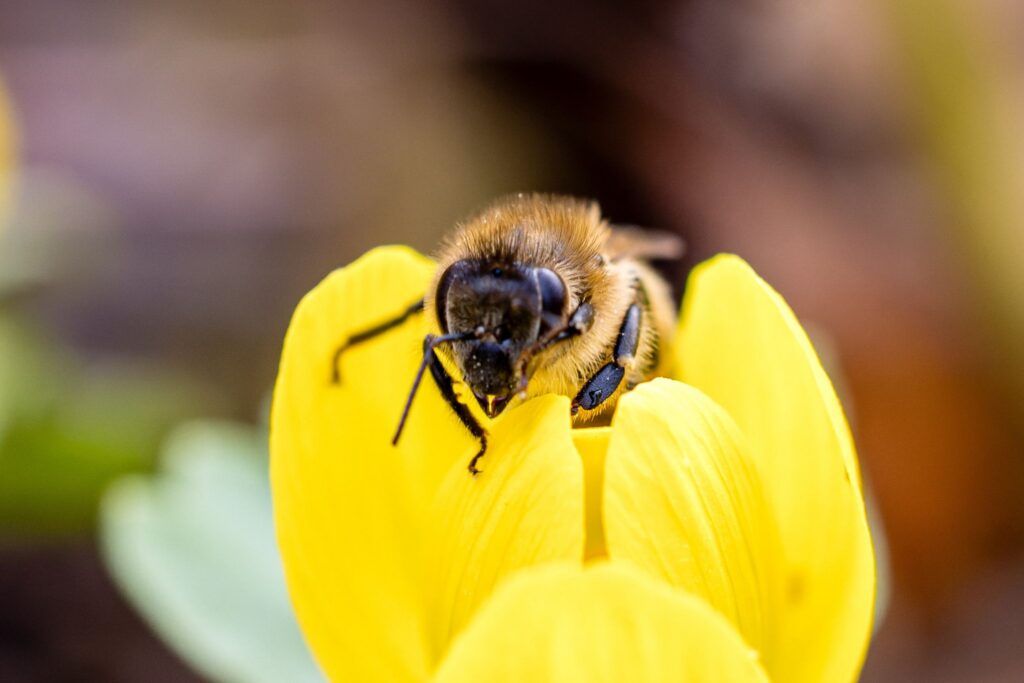 Frühling in Südbrandenburg
