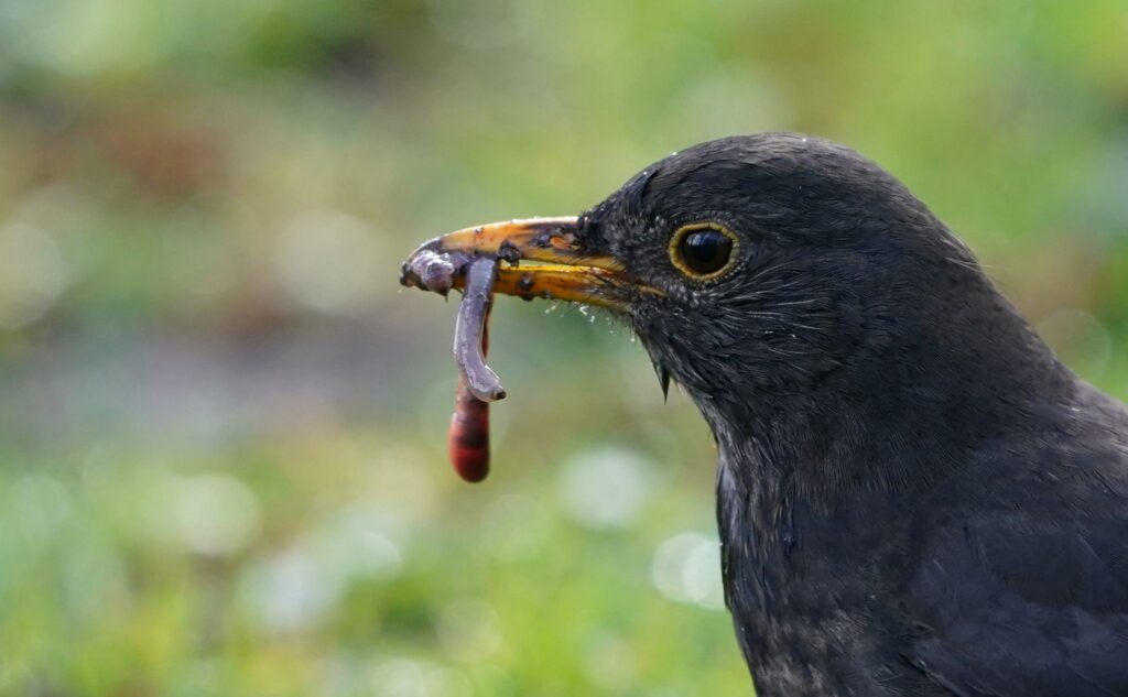 Amsel fängt Regenwurm