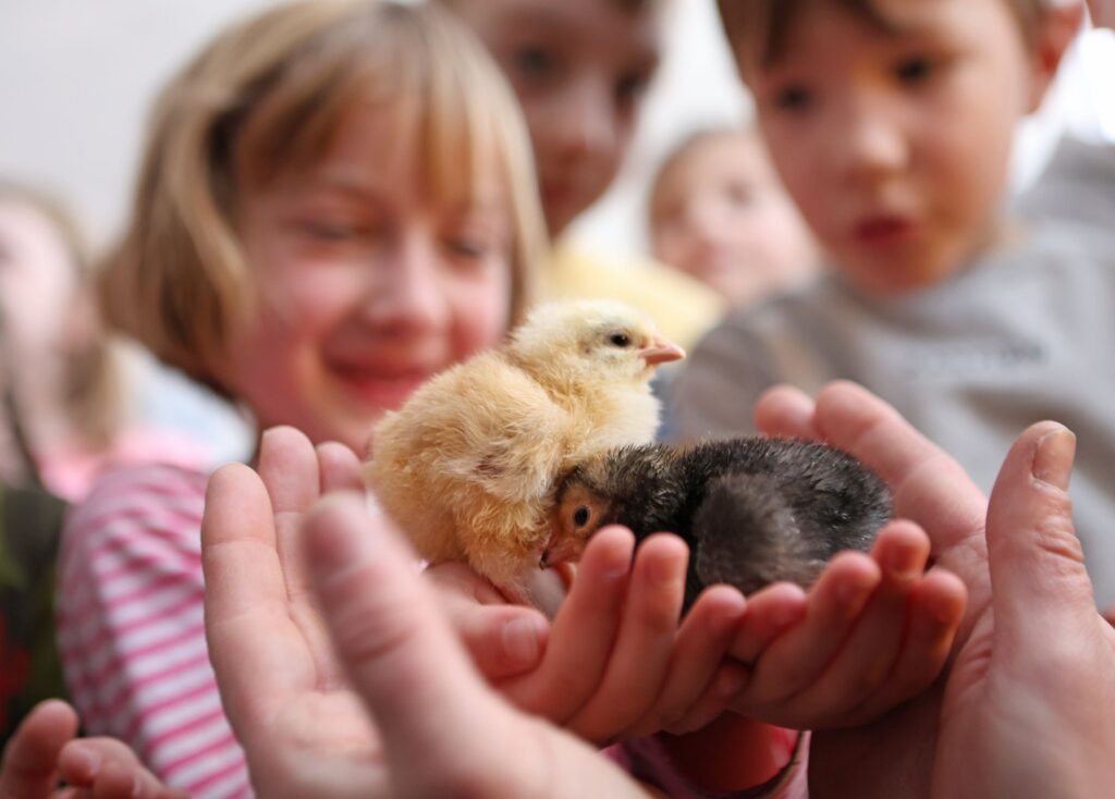 Osterküken schlüpfen im Klassenzimmer
