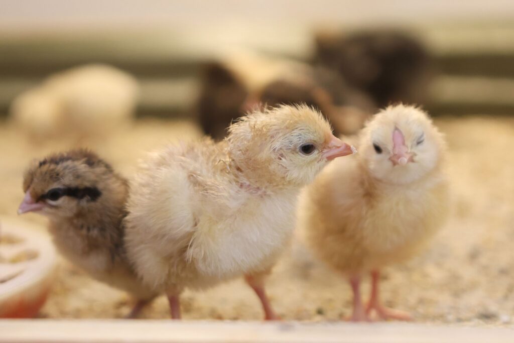 Osterküken schlüpfen im Klassenzimmer