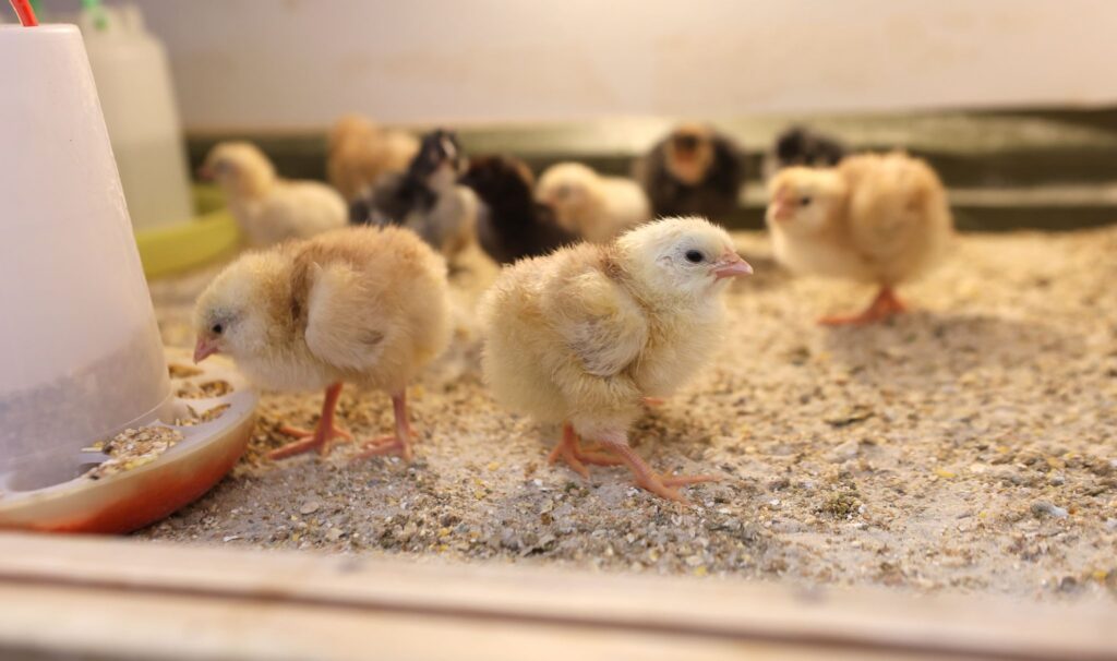 Osterküken schlüpfen im Klassenzimmer