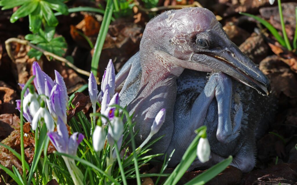 Vogelpark Marlow