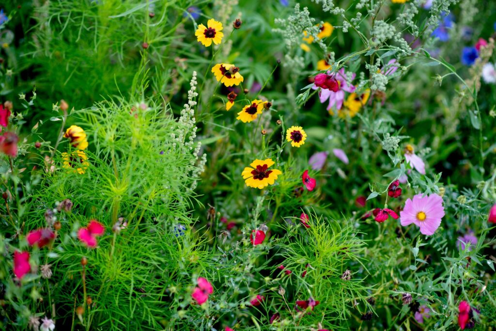 Wildblumenwiese