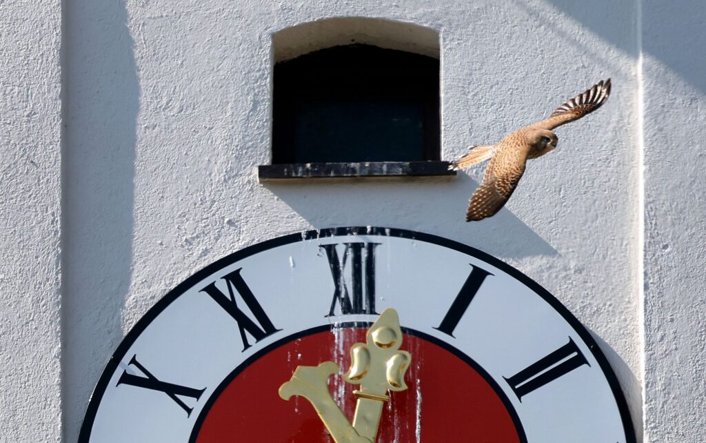 Turmfalke