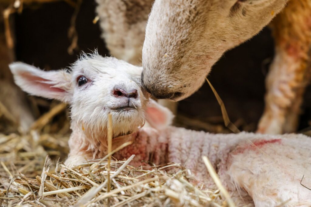 Lammzeit in Schleswig-Holstein
