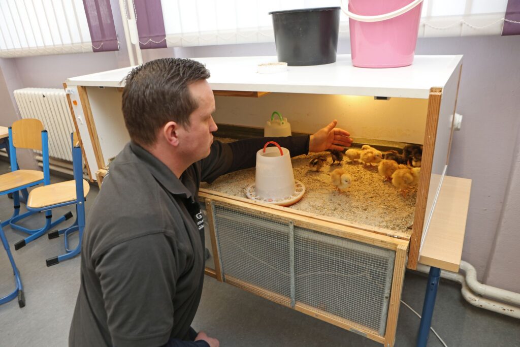 Osterküken schlüpfen im Klassenzimmer