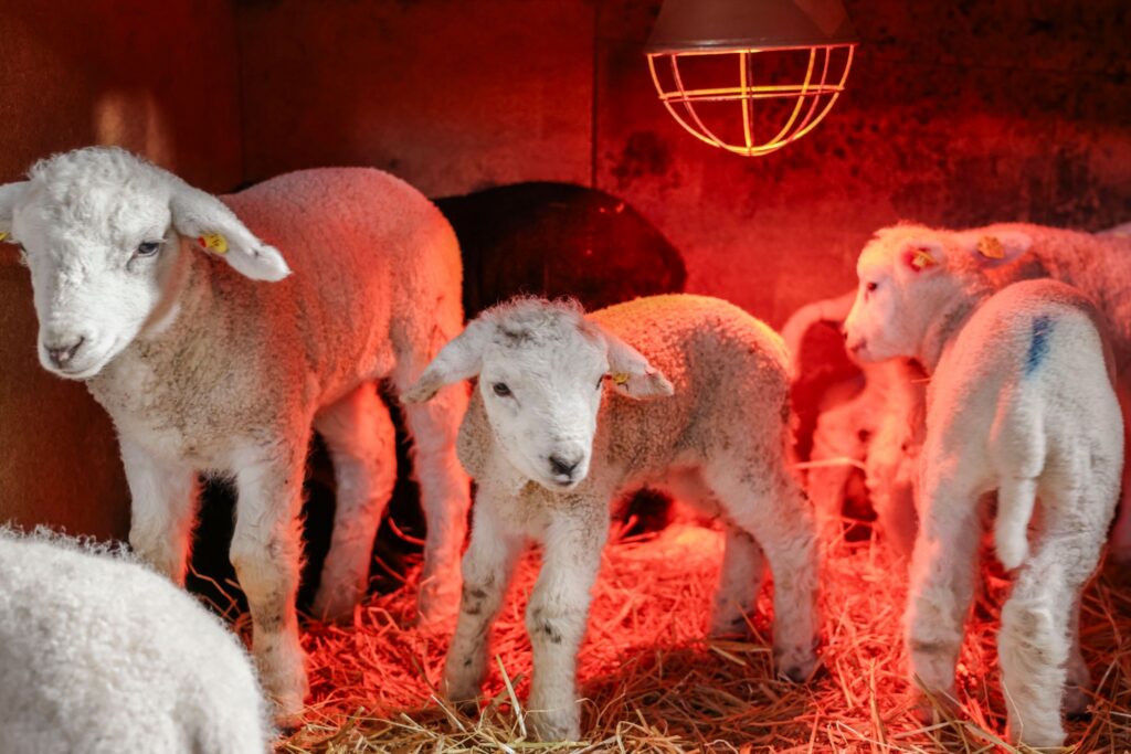 Lammzeit in Schleswig-Holstein