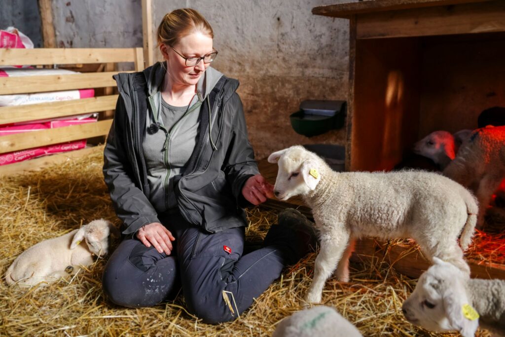 Lammzeit in Schleswig-Holstein