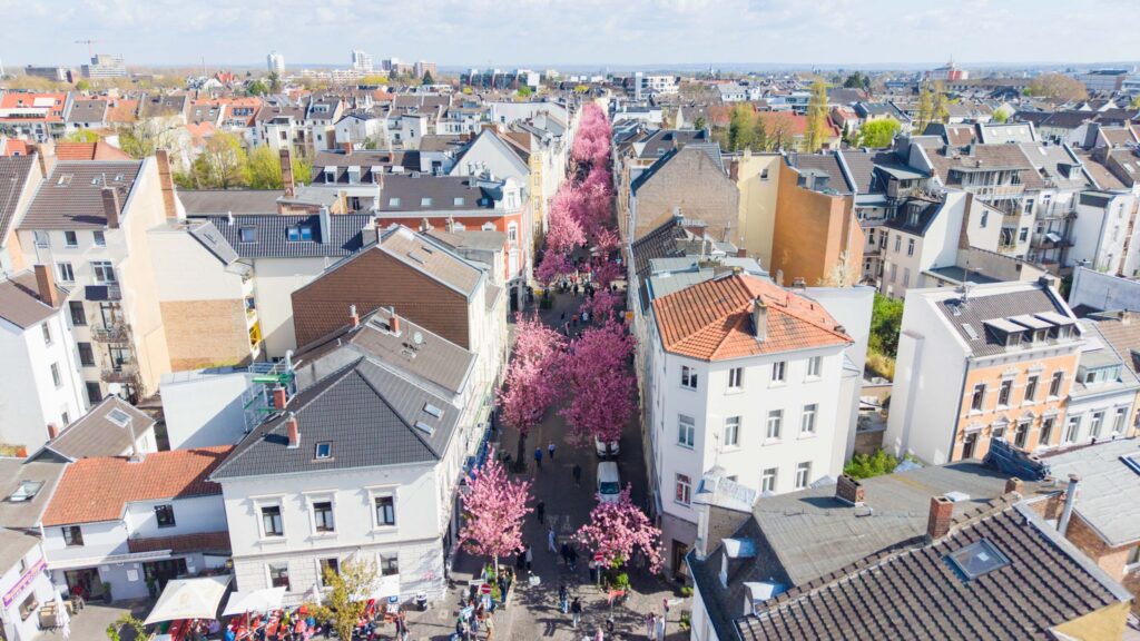 Bonner Kirschbäume am Osterwochenende