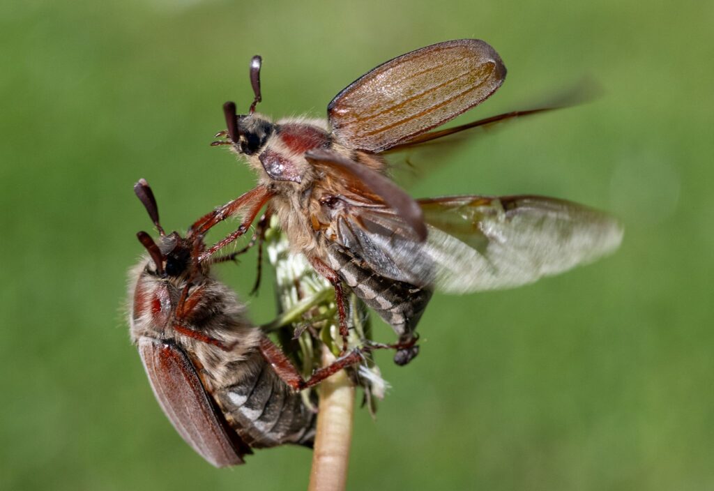 Maikäfer