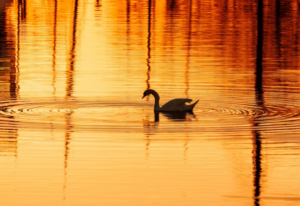 Schwan