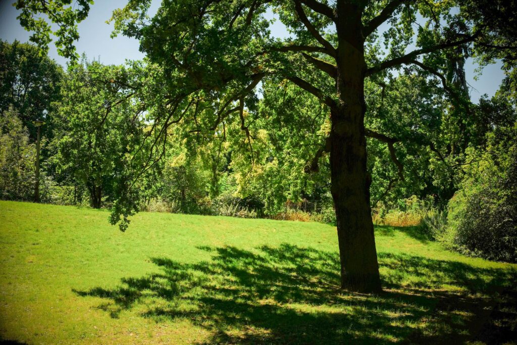 Eiche im Park