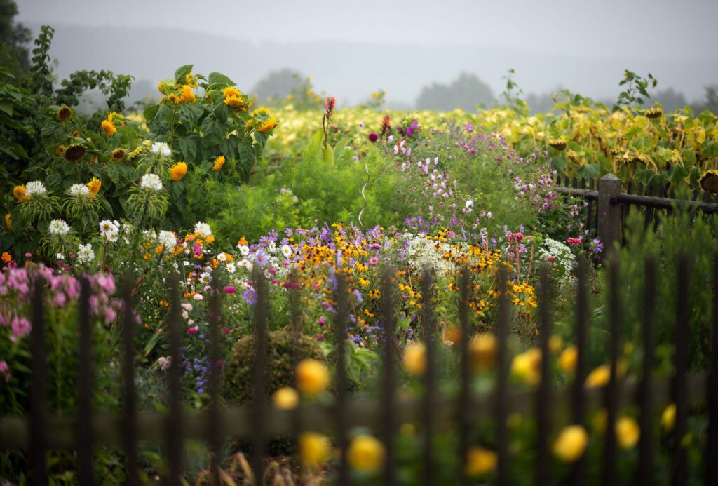 Unzählige Blumen sind in einem Garten zu sehen