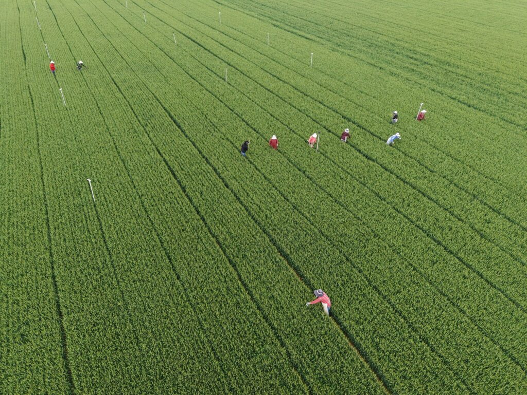 Landwirtschaft in China