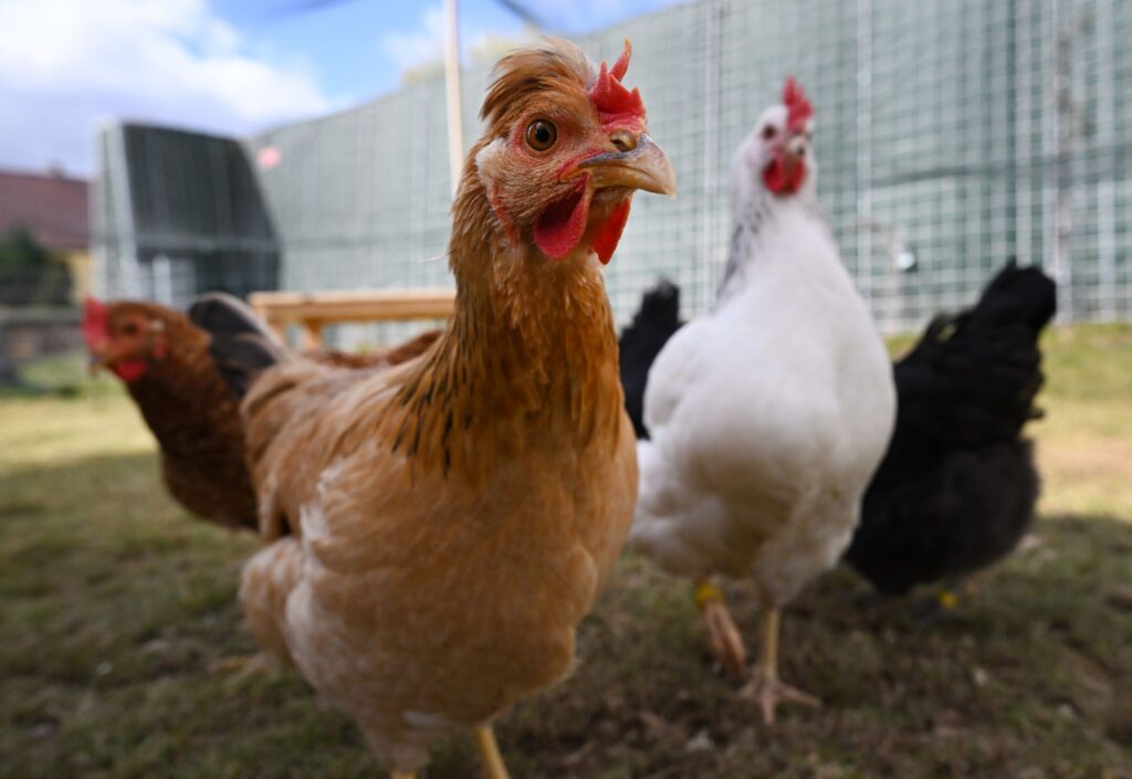 Hühnervermietung in Thüringen